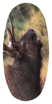 DASOV 313 Gone Hunting (Elk)